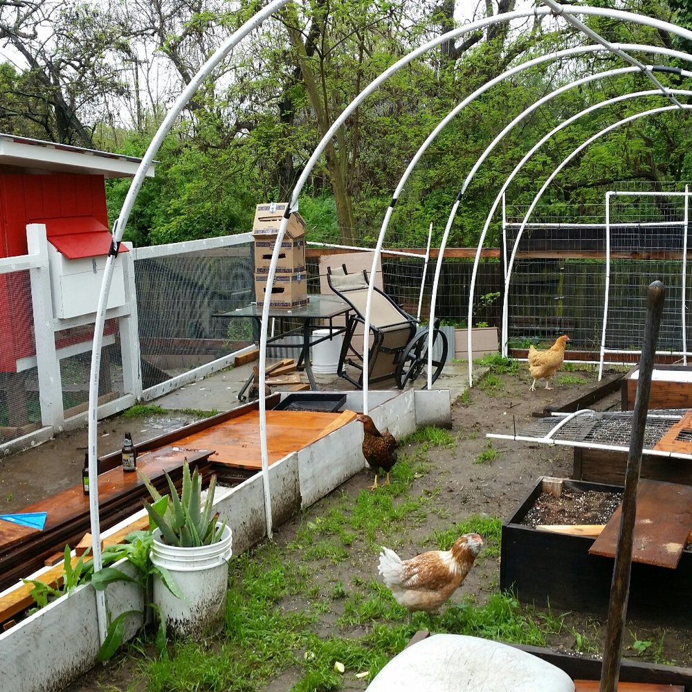 Bay Area Hay and Feed - The ladies checking out the new digs. We ended up with 2 gold laced wyandotte, 2 ameraucana and a buff orpington - Pet Stores Near Me - Livermore, California