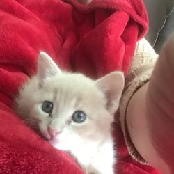 Adventure Pets - Rufus Beau