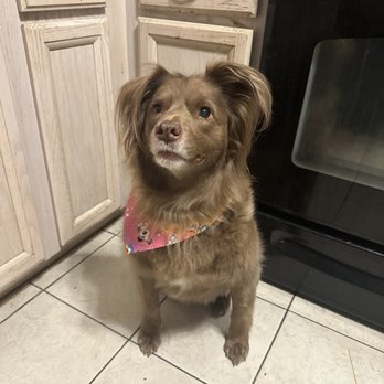 Safe Haven Dog Grooming - Pet Groomers Near Me - Phoenix, Arizona Safe Haven Dog Grooming - Pet Groomers Near Me - Phoenix, Arizona