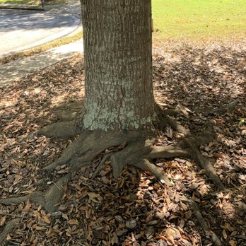 SingingTree - A great example of how root systems can become exposed and unstable over time. - Tree Services Near Me - Hoschton, Georgia SingingTree - A great example of how root systems can become exposed and unstable over time. - Tree Services Near Me - Hoschton, Georgia