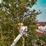 Photo of Rich Tree Service