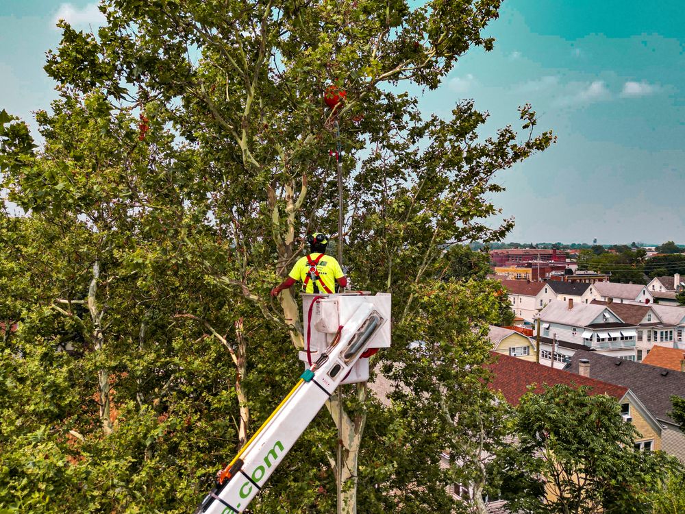 Rich Tree Service - tree service in South Plainfield, NJ