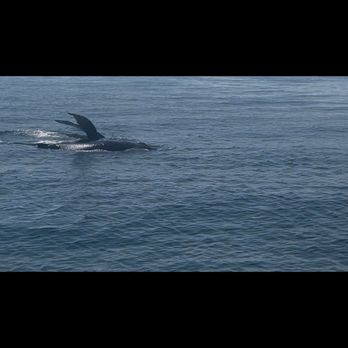 Cape Ann Whale Watch - Boat Charters Near Me - Gloucester, Massachusetts