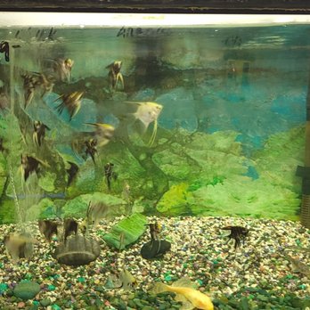 Lee Pet Shop - Pet Stores Near Me - South El Monte, California Lee Pet Shop - Pet Stores Near Me - South El Monte, California