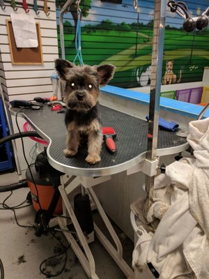 99 dalmatians staten island