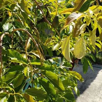 Wat Phrabuddhivongsamunee - They have an avocado tree! (Also plum, peaches, nectarines) - Buddhist Temples Near Me - Stockton, California Wat Phrabuddhivongsamunee - They have an avocado tree! (Also plum, peaches, nectarines) - Buddhist Temples Near Me - Stockton, California