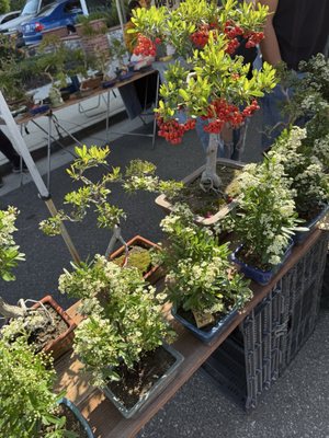 Alhambra Farmers Market by null