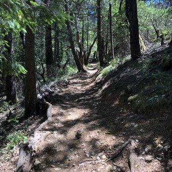 Camp Tamarancho - View of part of the trail through the trees - Parks Near Me - Fairfax, California Camp Tamarancho - View of part of the trail through the trees - Parks Near Me - Fairfax, California