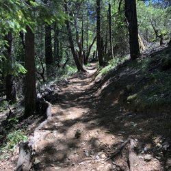 Camp Tamarancho - View of part of the trail through the trees