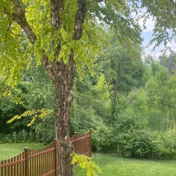 Bold North Arborists - Prepping the dying tree before they dropped it. - Tree Services Near Me