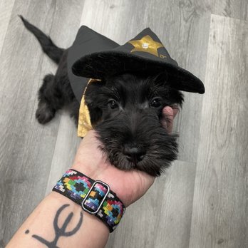 Wag-N-Tails - Pet Groomers Near Me - Las Vegas, Nevada