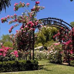 Some of the roses here are just wildin' out lol (girl you had too many drinks!)