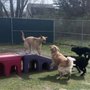 Photo of Happy Tails Daycare & Pet Resort