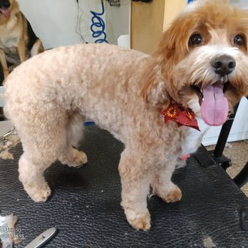 Dirty Paws - Pet Groomers Near Me - Long Beach, California Dirty Paws - Pet Groomers Near Me - Long Beach, California