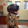 Photo of Princeton Animal Hospital & Carnegie Cat Clinic