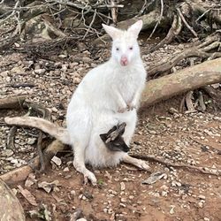 Kentucky Down Under Adventure Zoo - An Albino kangaroo with its baby Joey!
