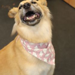 Zoom Room Dog Training