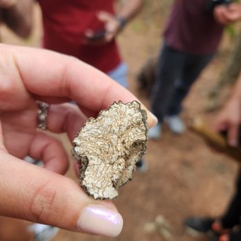 Truffle Hunter - Black Summer Truffle - Food Tours Near Me - Florence, FI