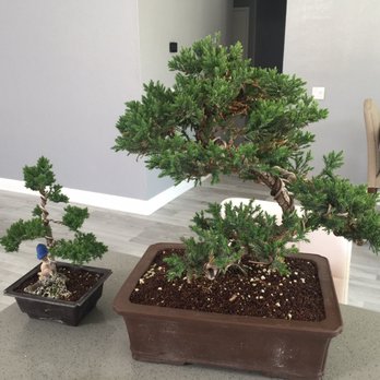 Kims Bonsai Nursery - Nurseries & Gardening Near Me - Phelan, California