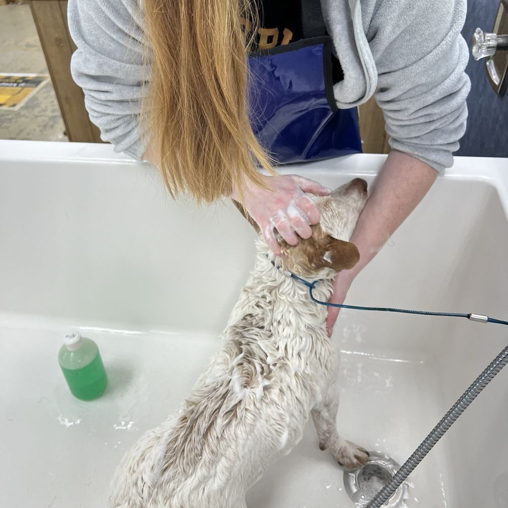Complimentary shampoo Complimentary shampoo