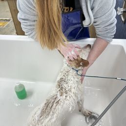 Complimentary shampoo Complimentary shampoo