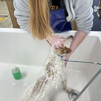 Wash The Dog - Complimentary shampoo - Pet Groomers Near Me - Puyallup, Washington Wash The Dog - Complimentary shampoo - Pet Groomers Near Me - Puyallup, Washington