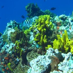 Madman Moody's Scuba Adventures - Gorgeous Coral Reef