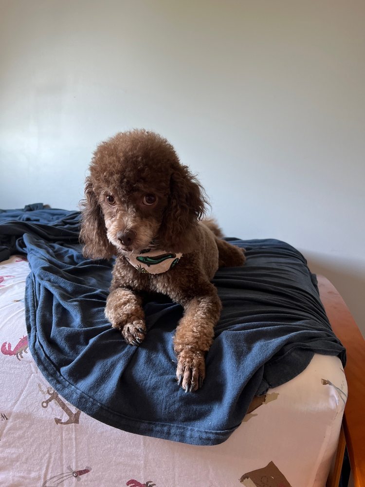 CANINE DIVINE Updated April 2024 42 Photos & 20 Reviews 44628