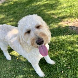 A Girls Best Friend Pet Services - Phoebe