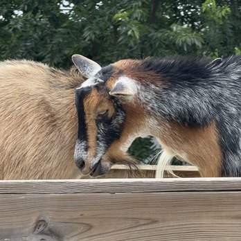 Civil Goat Coffee Co - Goats - Coffee & Tea Near Me - Austin, Texas