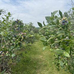 Liberty Blueberry Farms