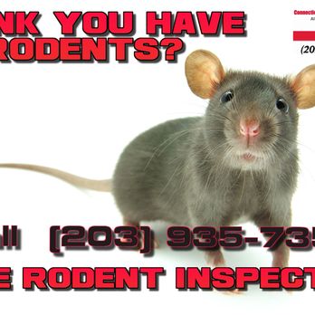 Connecticut Termite and Pest Control - Think you have rodents? Call (203) 935-7357 for a free rodent inspection!!! - Pest Control Near Me - Meriden, Connecticut Connecticut Termite and Pest Control - Think you have rodents? Call (203) 935-7357 for a free rodent inspection!!! - Pest Control Near Me - Meriden, Connecticut
