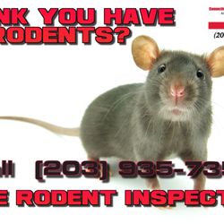 Connecticut Termite and Pest Control - Think you have rodents? Call (203) 935-7357 for a free rodent inspection!!!