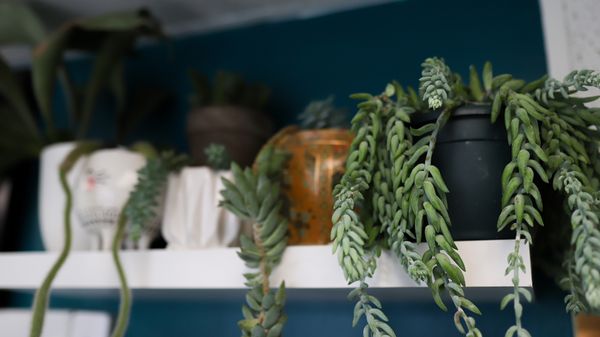 Lucky Cricket Tattoo by null Lucky Cricket Tattoo by null