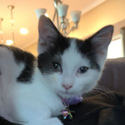 Treasured Animal Rescue - Marin