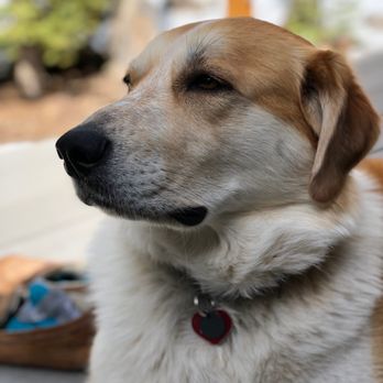 City Sniffers Denver - Dog Walkers Near Me - Denver, Colorado City Sniffers Denver - Dog Walkers Near Me - Denver, Colorado