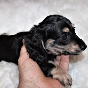 Select Dachshunds - Black & English cream, long coat miniature dachshund. - Pet Breeders Near Me - Wasksom, Texas Select Dachshunds - Black & English cream, long coat miniature dachshund. - Pet Breeders Near Me - Wasksom, Texas