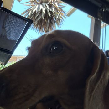 RJ's Cafe - My dog Daphne - Breakfast & Brunch Near Me - Dana Point, California