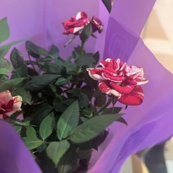 Cat's Gardens - Mini rose