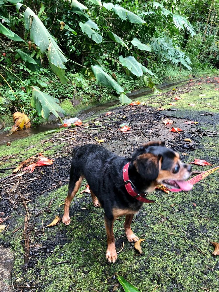 AINA HAINA VETERINARY CLINIC Updated August 2024 13 Photos & 16