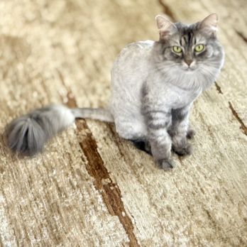 Mesquite Veterinary Hospital - Gracie's new do... - Veterinarians Near Me - Tucson, Arizona Mesquite Veterinary Hospital - Gracie's new do... - Veterinarians Near Me - Tucson, Arizona