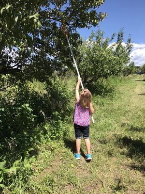 Happy Apple Farm by null