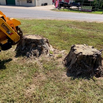 The Stump Guy - Tree Services Near Me The Stump Guy - Tree Services Near Me