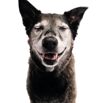 Van & Bella's - Senior dog named Zelda. - Pet Photography Near Me - Chicago, Illinois Van & Bella's - Senior dog named Zelda. - Pet Photography Near Me - Chicago, Illinois