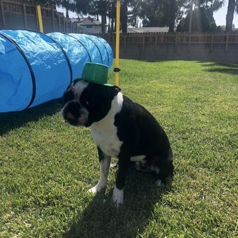 Rogue K9 Academy - Pet Training Near Me Rogue K9 Academy - Pet Training Near Me