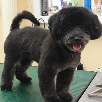 Claudettes Creative Clippin's - Pet Groomers Near Me - Unionville, Connecticut