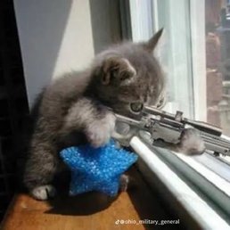 a kitten playing with a toy gun a kitten playing with a toy gun