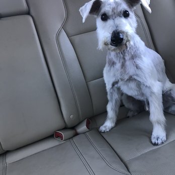 Petco - Schnauzer missing his eyebrows - Pet Training Near Me - Pasco, Washington