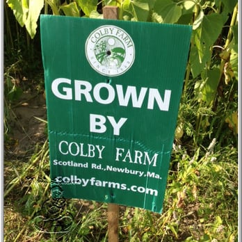 Colby Farm - Sunflower field on Scotland Road, Newbury, MA, Grown by Colby Farm - Bakeries Near Me - Newbury, Massachusetts