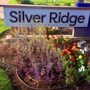 Silver Ridge Apartments